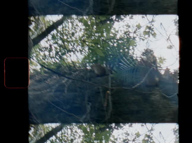 Vintage 8mm footage captures a squirrel resting on a tree branch, viewed from below