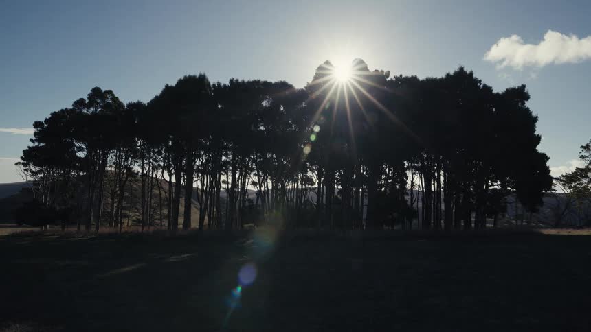 A bright sun flare shines over a silhouette of a grove of trees in a countryside field