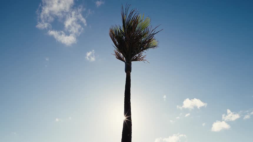 A tall palm tree is silhouetted against the bright sun and a clear blue sky, its fronds swaying in the gentle breeze