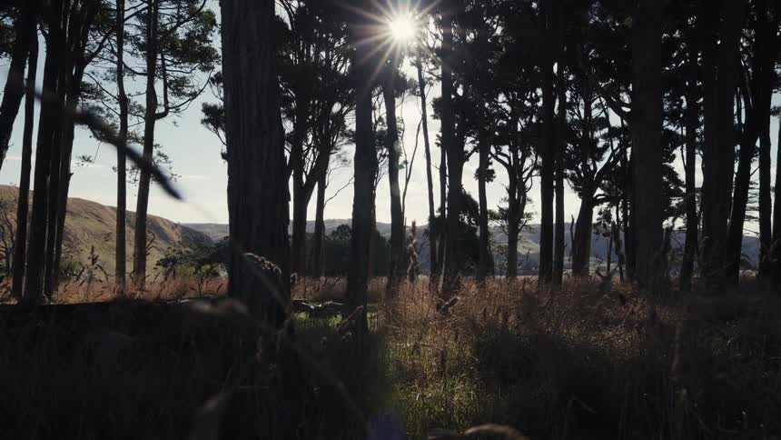 The bright sun shines through silhouetted trees at the edge of a forest clearing, with tall grass blowing gently in the wind