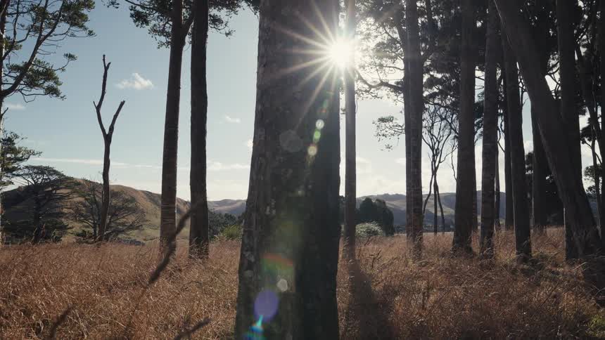 A beautiful time-lapse shows the sun creating a starburst flare as it moves behind a tree in a tranquil forest