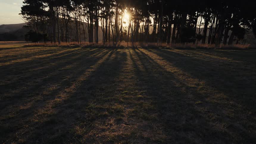 Long shadows from a row of trees stretch across a green field as the sun shines through them at golden hour