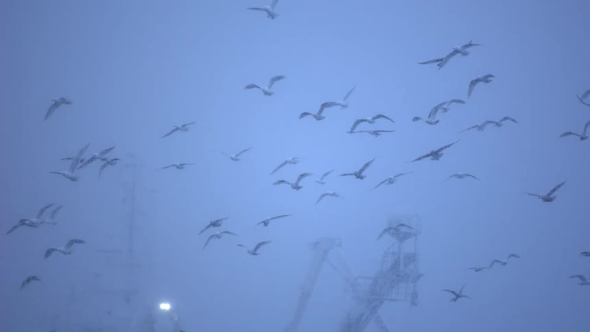 A flock of seagulls soars through a heavy snowstorm in slow motion above a large ship