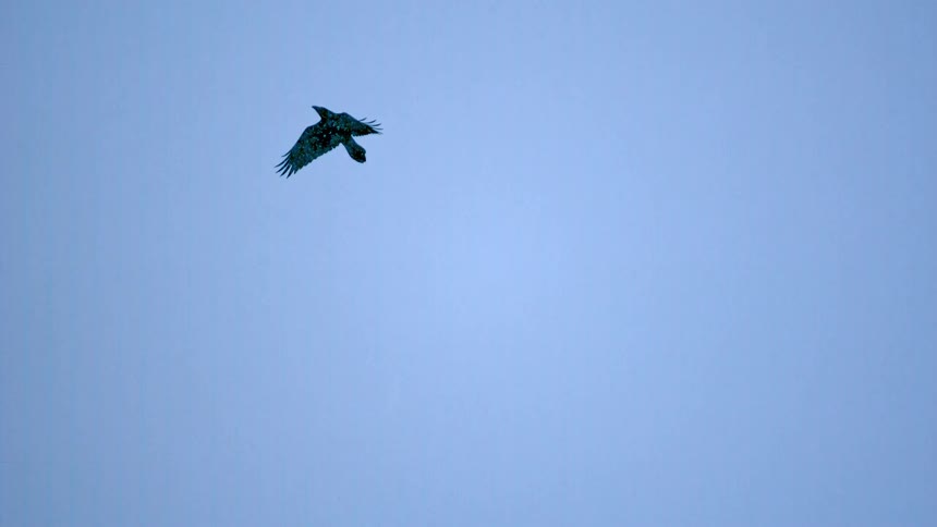 A lone raven soars gracefully through a winter sky as snowflakes fall in slow motion
