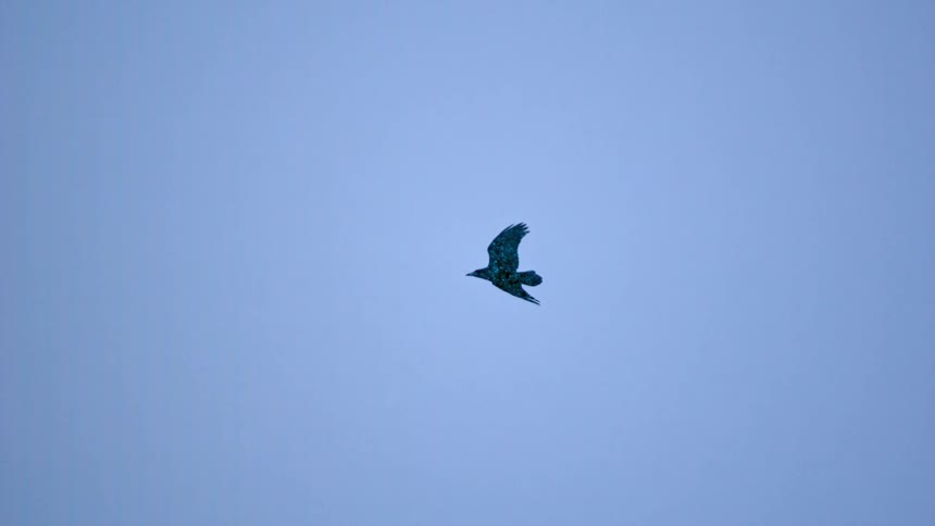 A majestic raven hovers mid-flight as light snow falls against a stark winter sky in super slow motion
