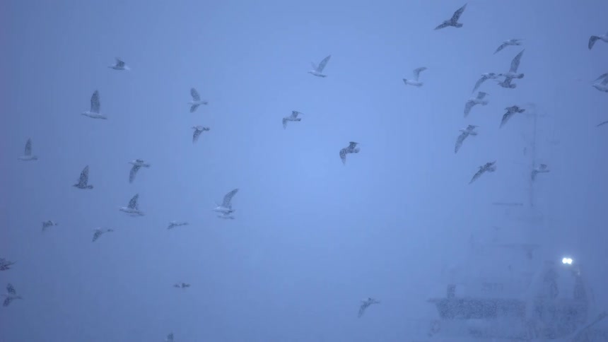A flock of seagulls soars through a heavy snowstorm in super slow motion, with the faint outline of a ship visible in the background