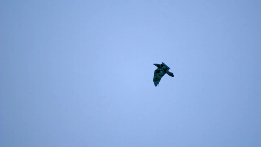 A bird of prey hovers in a cinemagraph loop as snow falls against a soft blue winter sky
