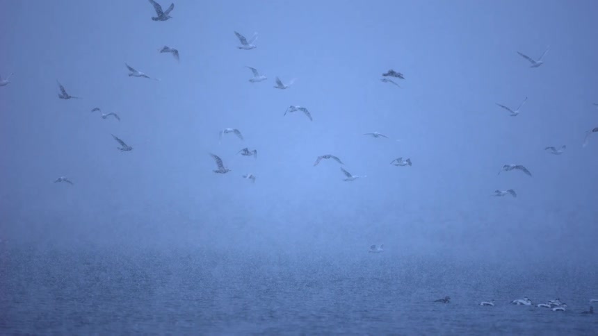 Cinemagraph of seagulls flying in slow motion over a tranquil lake during a misty snow flurry