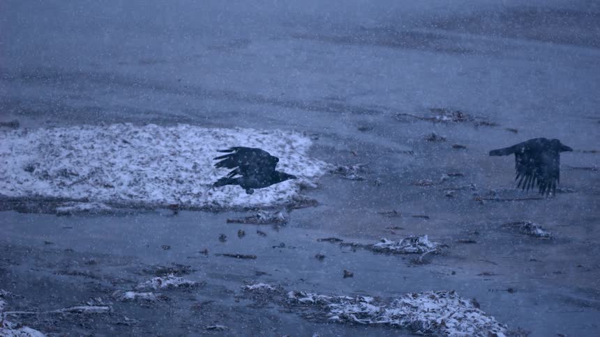 Two black crows fly in super slow motion over a frozen, snow-covered landscape during a heavy blizzard