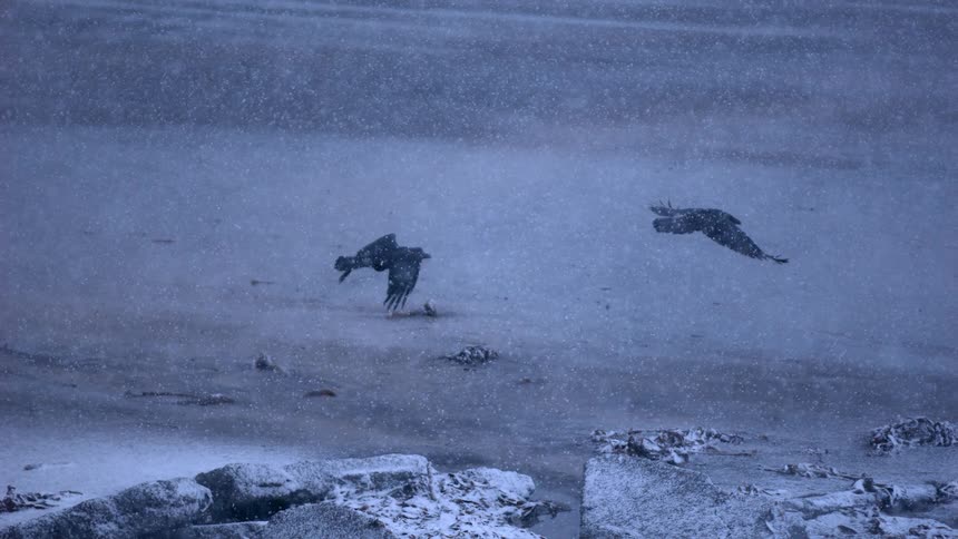 Two ravens fly gracefully through a heavy snowstorm over an icy landscape in dramatic slow motion