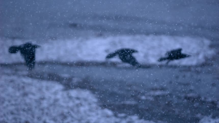 A murder of crows flies in super slow-motion through a heavy snowstorm over a frozen landscape