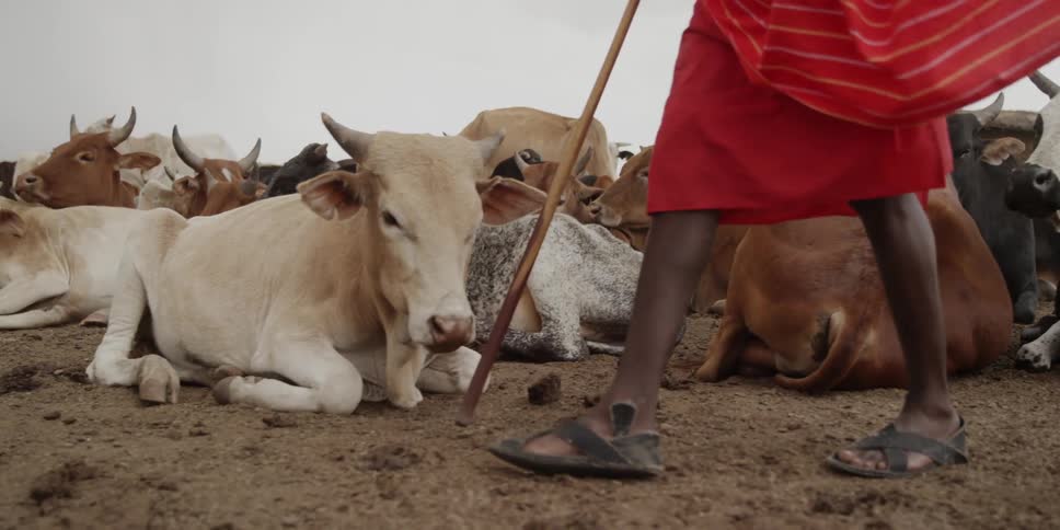 A masai warrior walking past a herd of cows that are laying on the ground