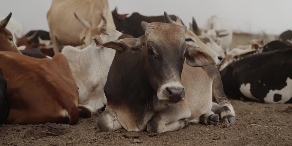 Cows lying on the ground