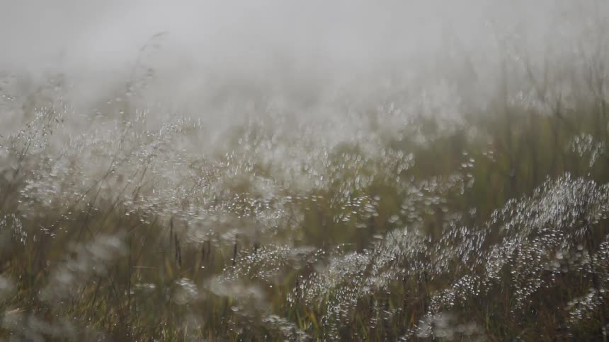 Close-up of a dreamy, misty meadow, with dew drops glistening on the grass as they sway in the breeze