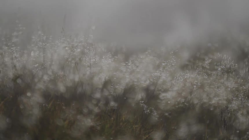 Dreamlike bokeh of morning dew on grass blades gently swaying in a foggy meadow