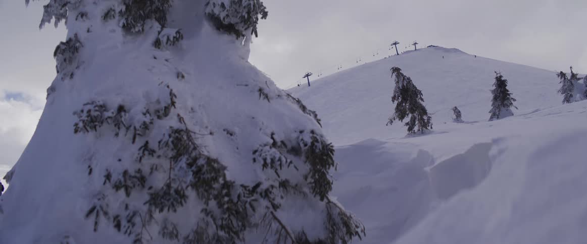 A tranquil winter view at a ski resort, with a snow-laden pine tree in the foreground and a chairlift scaling the distant mountain under an overcast sky
