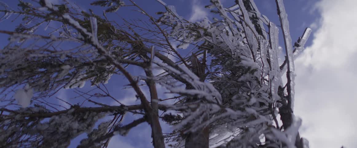 A low-angle slow-motion view shows an evergreen tree with branches heavily coated in ice and snow swaying against a bright blue sky