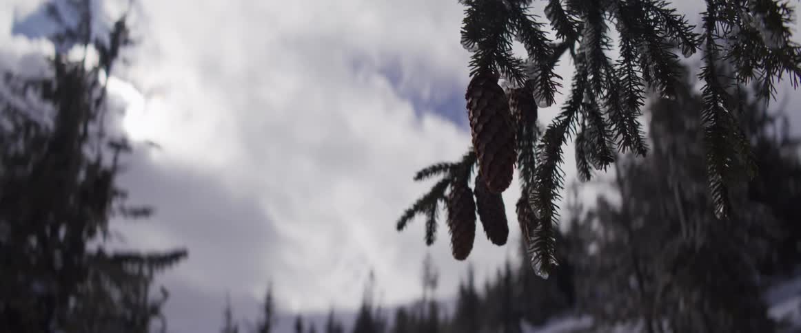 Icy pinecones dangle from a snow-dusted pine branch against an overcast winter sky