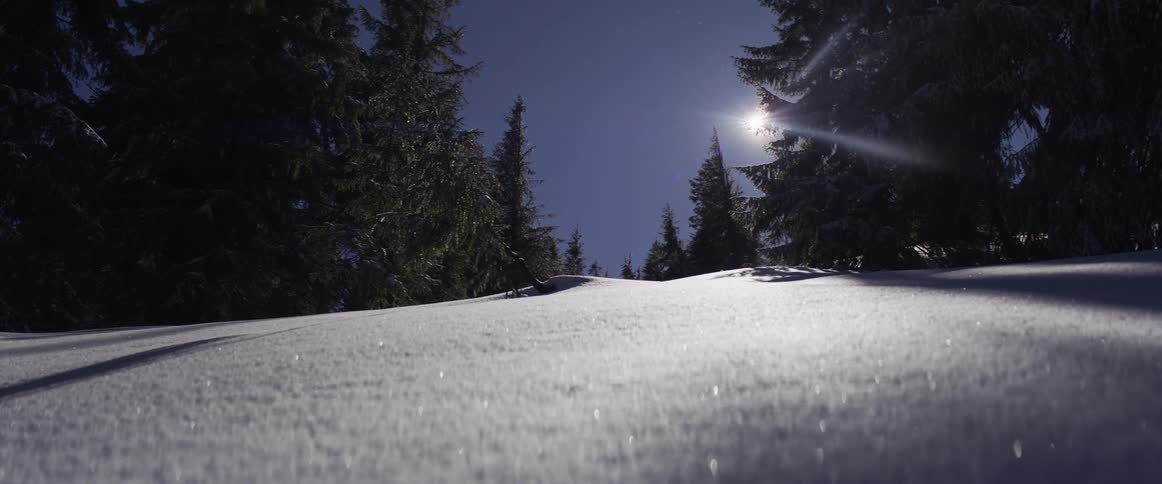 A low-angle time-lapse captures the moon and stars moving across the night sky above a sparkling, snow-covered evergreen forest