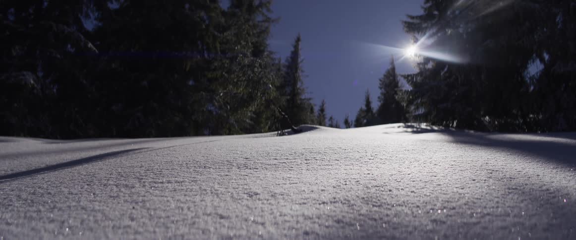 Sparkling snow covers a quiet forest floor under the bright light of the moon on a clear winter night