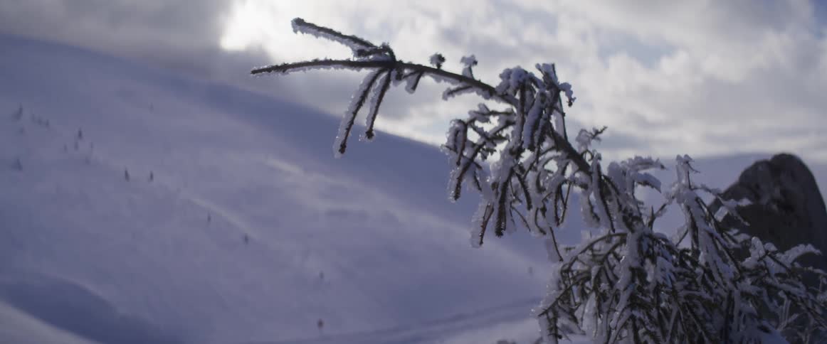 A close-up of a small, barren branch covered in delicate ice crystals and frost, set against a vast, sunlit, snow-covered mountain slope