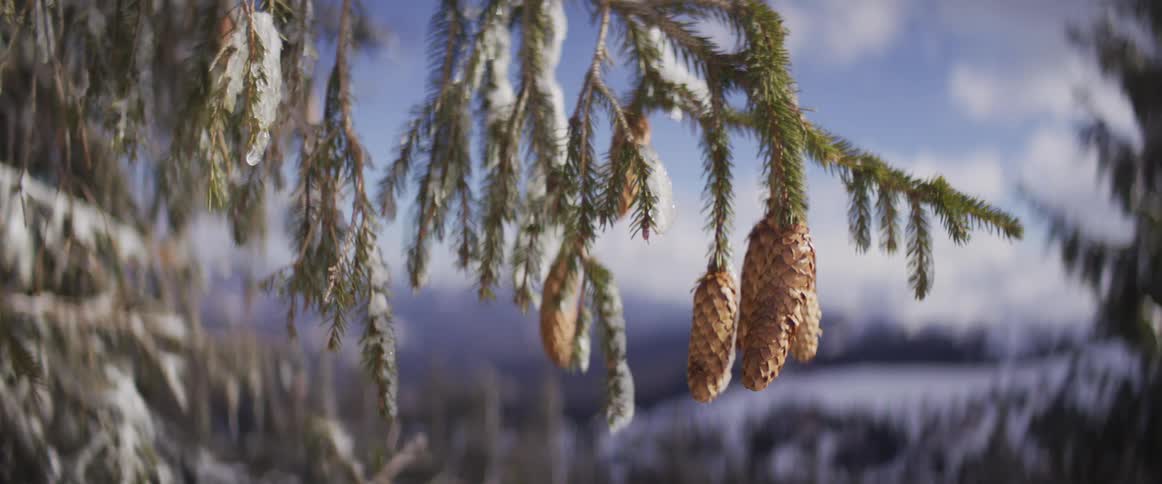A serene close-up of a snow-covered pine branch with pinecones hanging against a blurry winter mountain backdrop