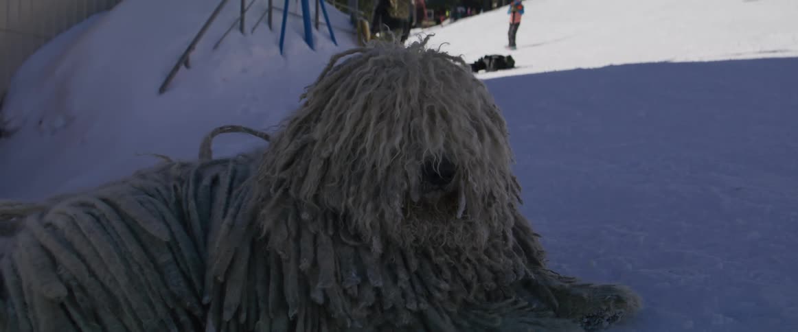 A close-up of a shaggy Komondor dog with dreadlocks resting peacefully in the snow at a busy ski resort