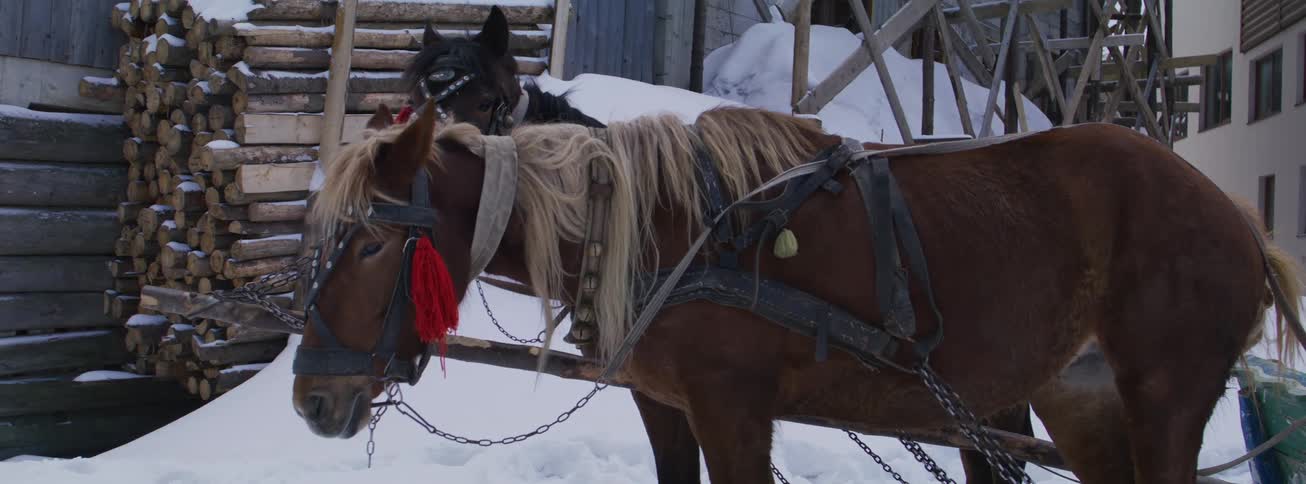 Two harnessed horses with decorative bridles stand still in a snowy, rustic winter scene