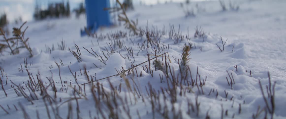 A close-up, ground-level view captures strong winds blowing snow across frozen ground and small plants during a blizzard