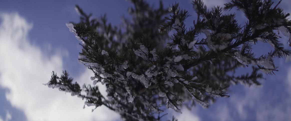 A low-angle close-up shot reveals snow and ice clinging to evergreen branches against a beautiful blue sky with clouds