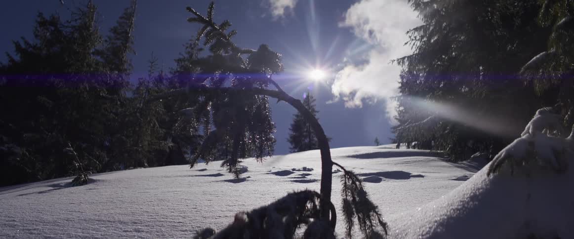 A small, bent evergreen tree stands in a snowy forest landscape as the bright sun shines with a lens flare