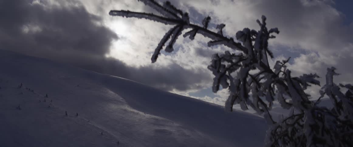 A moody, backlit view of a frozen tree branch overlooking a vast, snowy mountain slope on a cold winter day