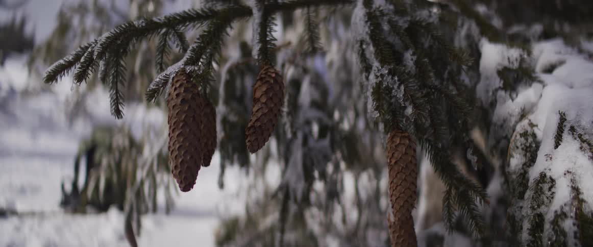 A close-up of pine cones hanging from a snow-covered fir tree branch in a winter forest
