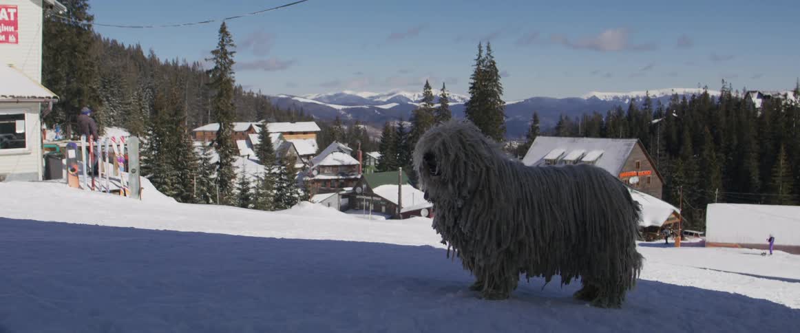 A large shaggy Komondor dog stands still in the snow at a sunny mountain ski resort village