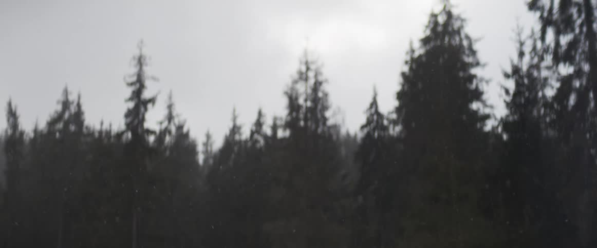 Snowflakes gently fall in front of a dark, out-of-focus evergreen forest on a gloomy, overcast day