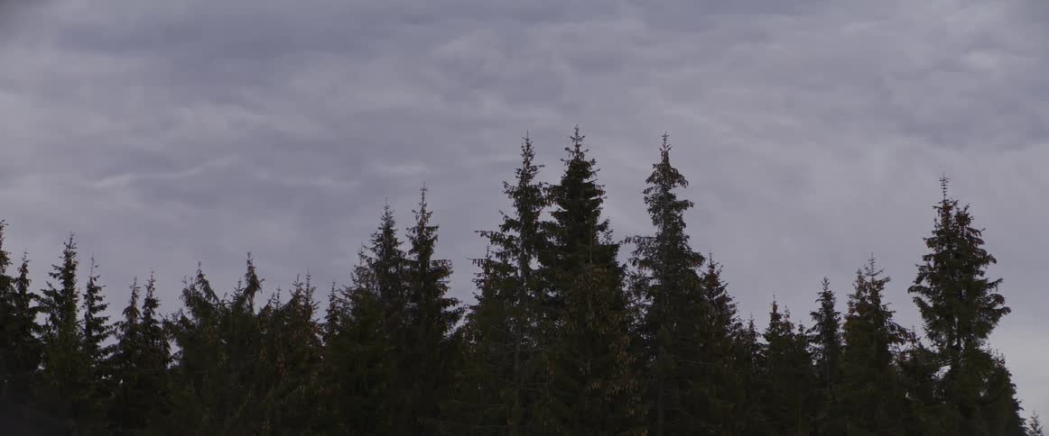 A static shot shows the tops of a dark evergreen forest against a thick, gloomy, and overcast sky