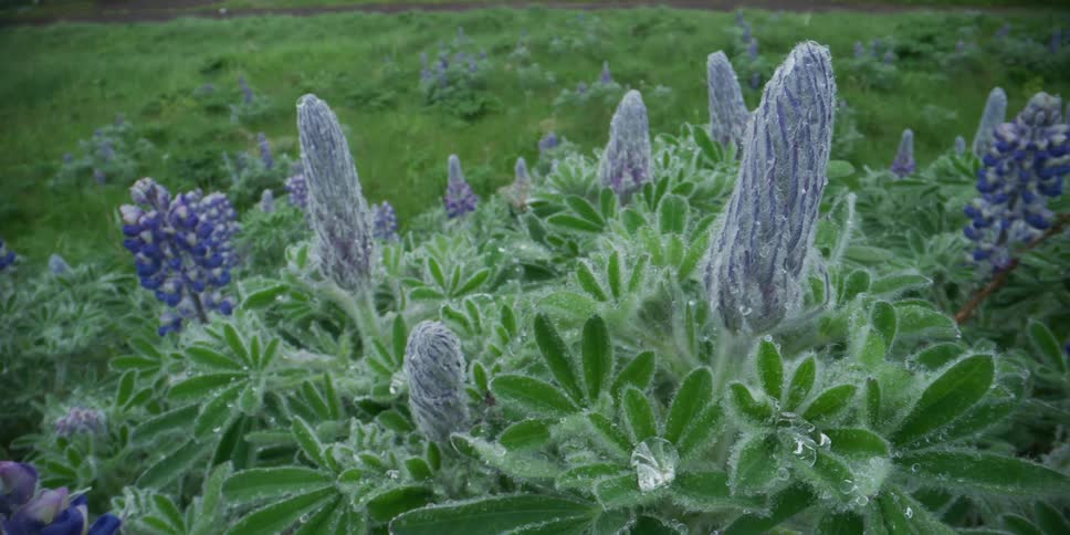 A close-up view of fuzzy purple lupine flower buds covered in morning dew in a lush green meadow