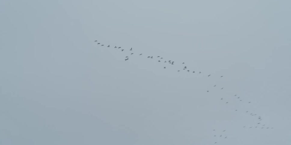 A flock of birds migrates in formation across a vast, pale gray sky