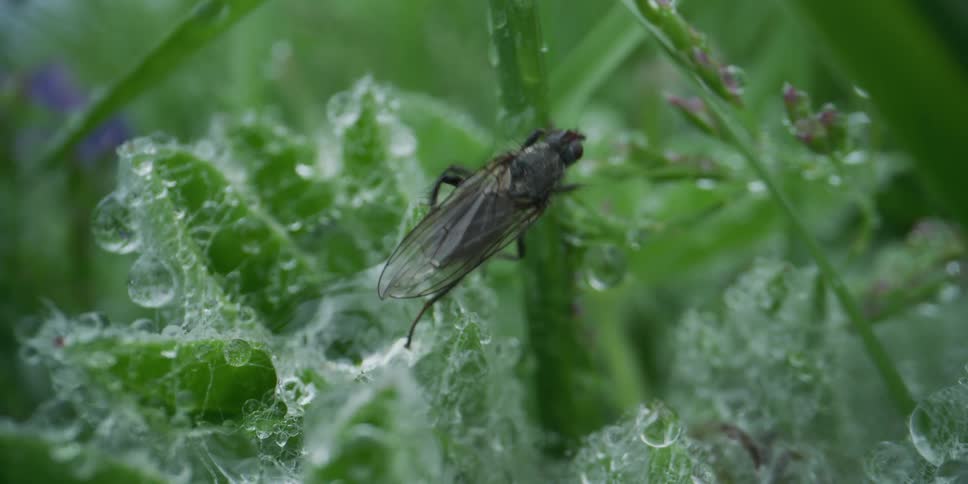 Macro close-up of a black fly navigating a green leaf covered in morning dew and fine webs