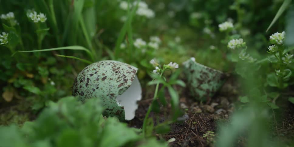 A close-up of a hatched speckled bird's egg lying on the ground amongst lush green grass and small white flowers