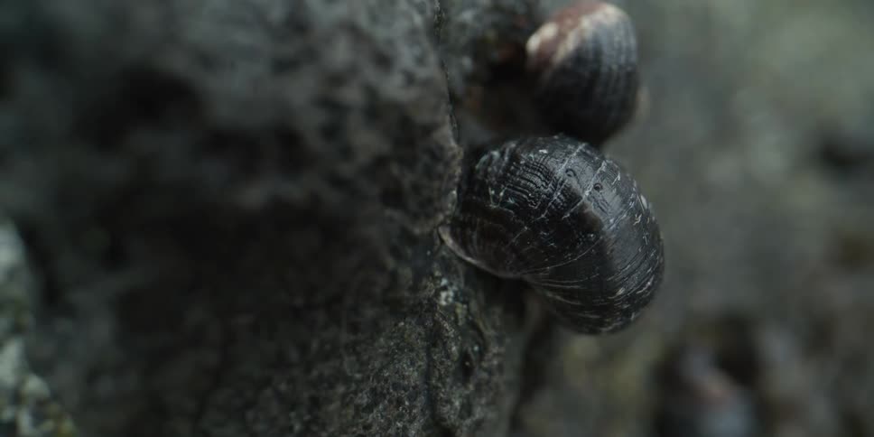 A macro close-up reveals two dark sea snails attached to a wet volcanic rock