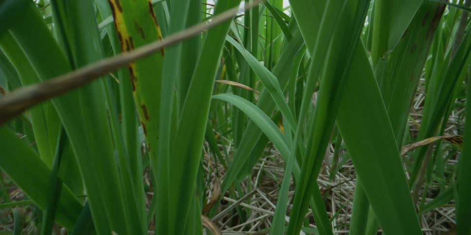 A ground-level, pull-back macro shot through the dense green leaves of a sugarcane crop in a field