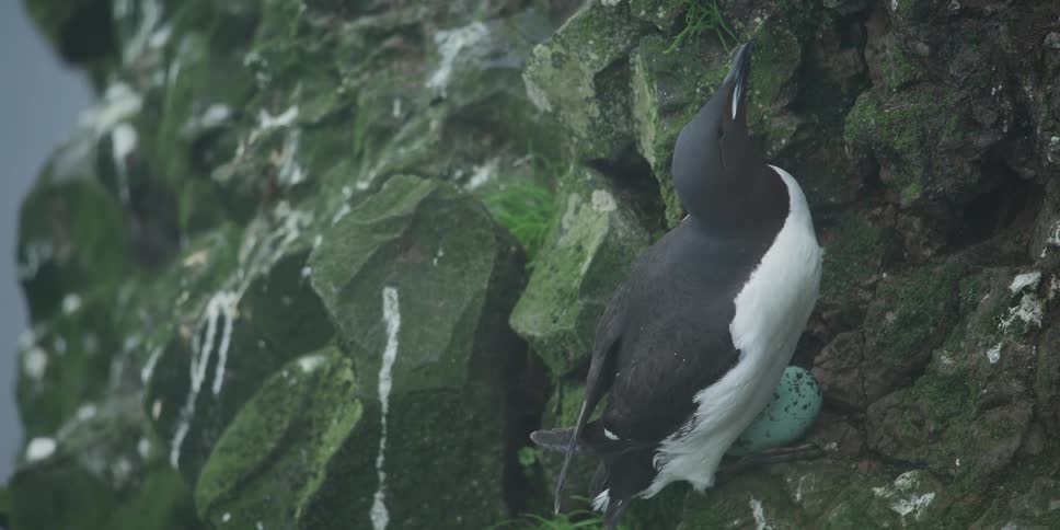 A Common Murre seabird sits on a mossy rock ledge, guarding its single pale blue egg