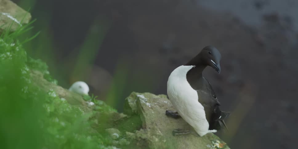 A black and white Common Murre seabird sits on a mossy cliffside ledge, attentively looking around its coastal habitat