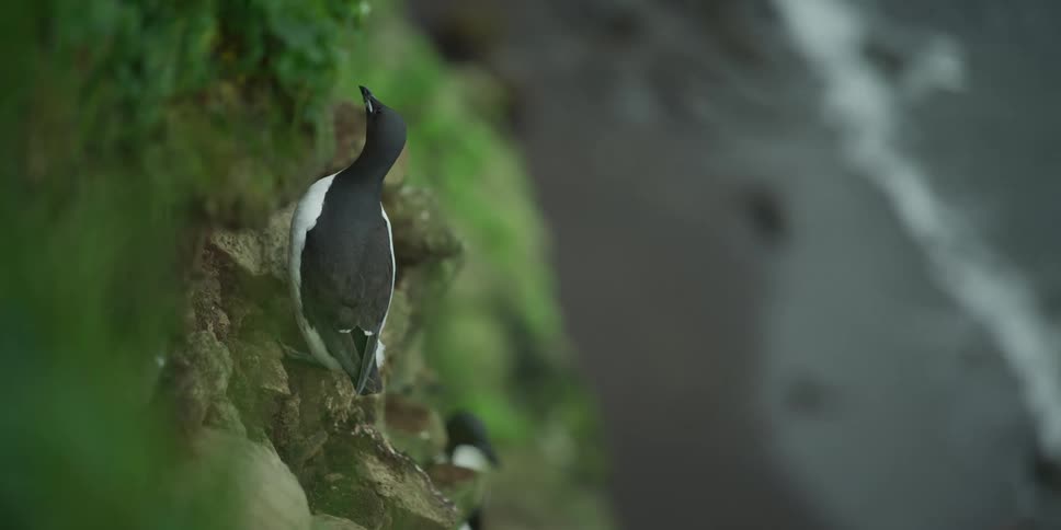 A Common Murre seabird perches on a mossy cliffside ledge, looking out as ocean waves crash in the background