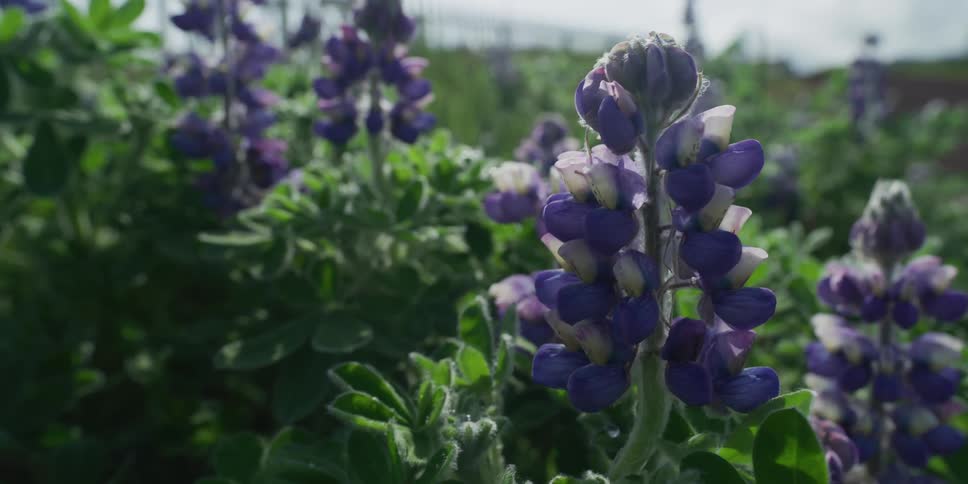 A close-up view of purple lupine wildflowers with green leaves swaying gently in the breeze outdoors