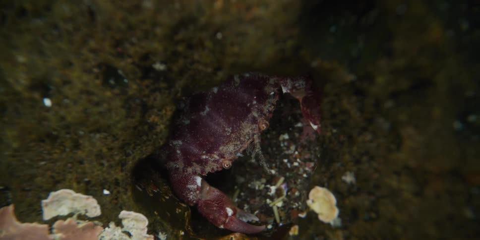 A shy purple crab slowly emerges from its hiding spot under a mossy rock in a tide pool