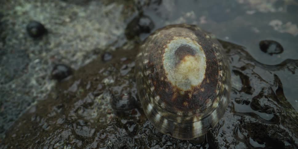 A detailed macro shot pans across a limpet with a striped, patterned shell clinging to a wet rock