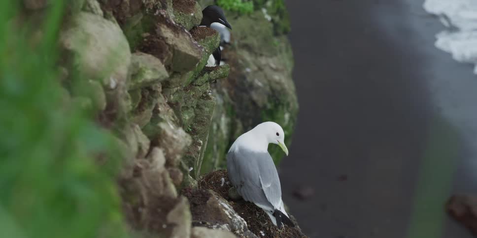 A Black-legged Kittiwake guards its egg in a nest on a rugged cliffside as waves crash on the black sand beach below
