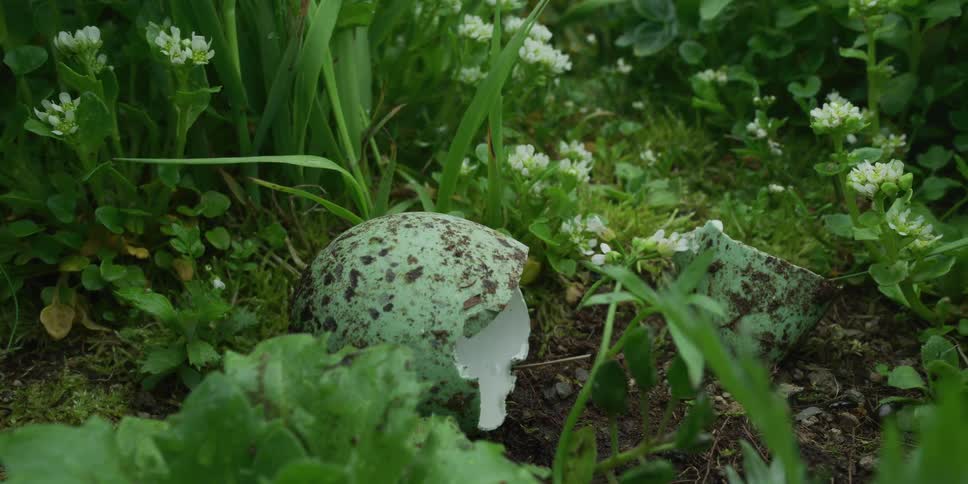 A broken green speckled bird egg lies hatched on the damp ground amongst lush foliage and wildflowers